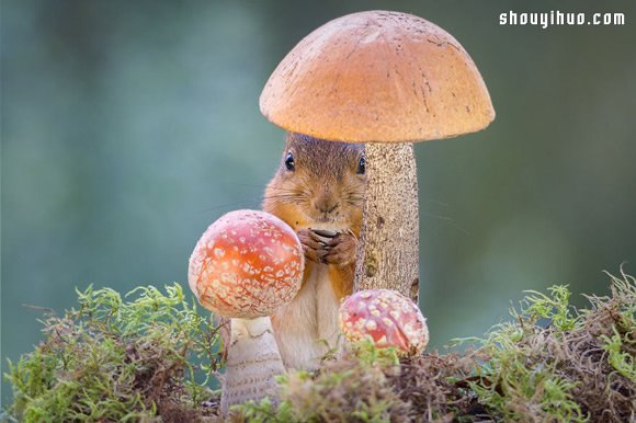 從我家窗戶看出去的風(fēng)景:逗趣的松鼠樂園! -  rpnrmr.com