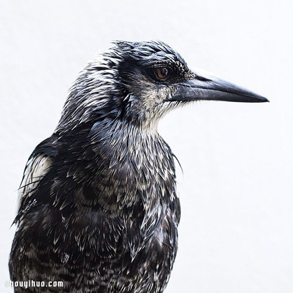 小男孩Noah與喜鵲Penguin的暖心故事 -  rpnrmr.com