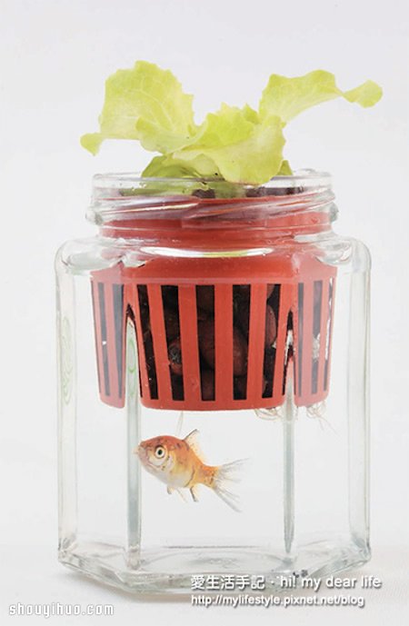 魚(yú)菜共生！超簡(jiǎn)單養(yǎng)魚(yú)種菜一次搞定 -  rpnrmr.com