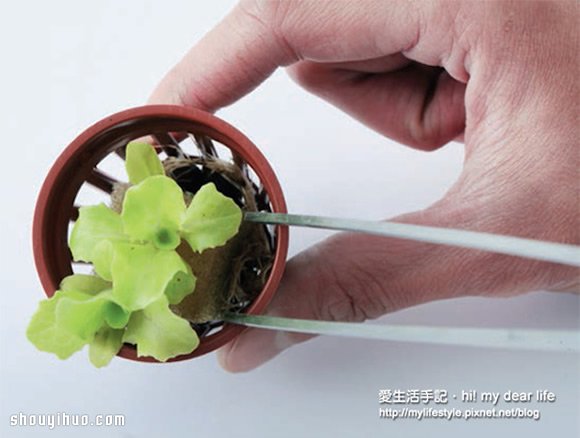 魚(yú)菜共生！超簡(jiǎn)單養(yǎng)魚(yú)種菜一次搞定 -  rpnrmr.com