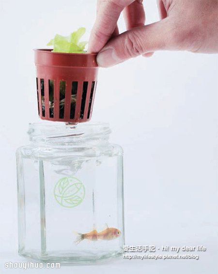 魚(yú)菜共生！超簡(jiǎn)單養(yǎng)魚(yú)種菜一次搞定 -  rpnrmr.com