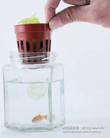 魚(yú)菜共生！超簡(jiǎn)單養(yǎng)魚(yú)種菜一次搞定 -  rpnrmr.com