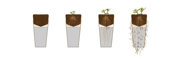Bios Urn 盆栽骨灰壇 環(huán)保的方式回歸自然 -  rpnrmr.com
