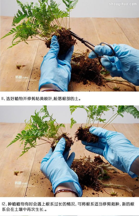 苔蘚微景觀制作材料及方法詳細圖解教程 -  rpnrmr.com