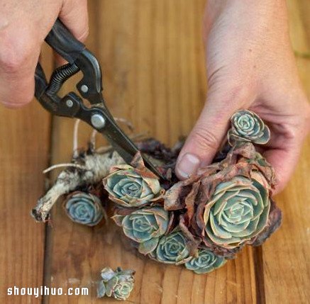 個性多肉植物裝飾畫DIY手工制作圖解教程 -  rpnrmr.com