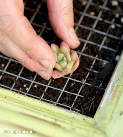 個性多肉植物裝飾畫DIY手工制作圖解教程 -  rpnrmr.com