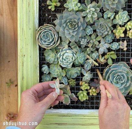 個性多肉植物裝飾畫DIY手工制作圖解教程 -  rpnrmr.com