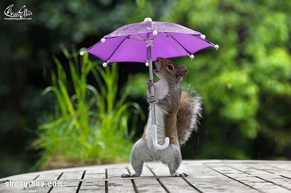 躲雨松鼠的撐傘萌照 帶給你一整天的好心情 -  rpnrmr.com