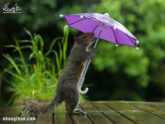 躲雨松鼠的撐傘萌照 帶給你一整天的好心情 -  rpnrmr.com