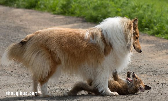 跨越種族的親情 狐貍寶寶與牧羊犬媽媽! -  rpnrmr.com