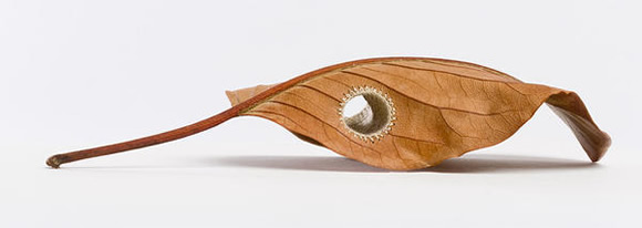 Susanna Bauer縫紉作品 在枯葉上穿針引線 -  rpnrmr.com