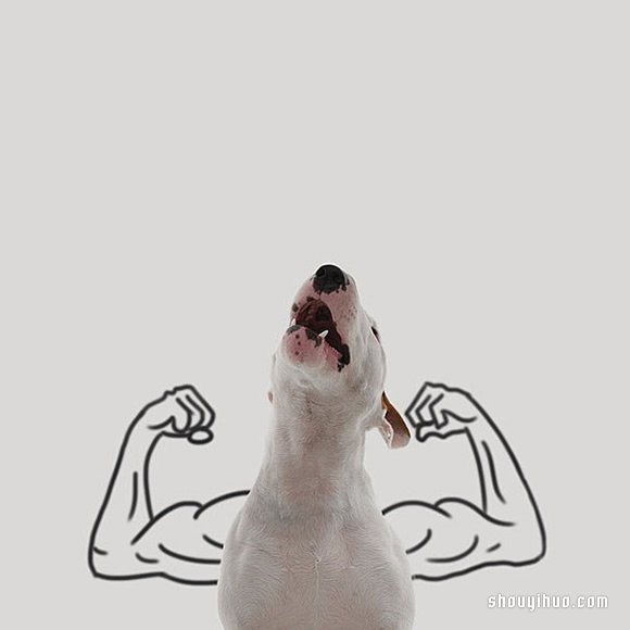 墻上涂鴉：將愛犬化成趣味插畫作品 -  rpnrmr.com