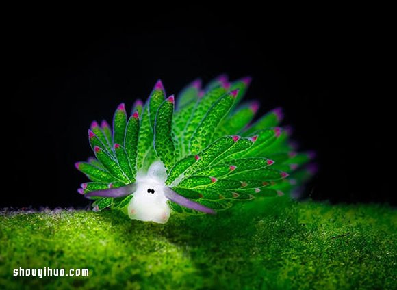 最萌生物！宛如小綿羊的藻類海蛞蝓 -  rpnrmr.com