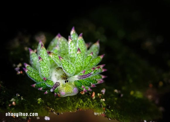 最萌生物！宛如小綿羊的藻類海蛞蝓 -  rpnrmr.com