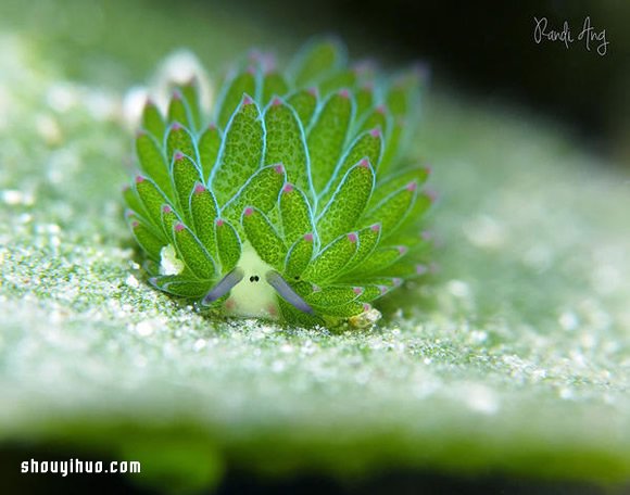 最萌生物！宛如小綿羊的藻類海蛞蝓 -  rpnrmr.com