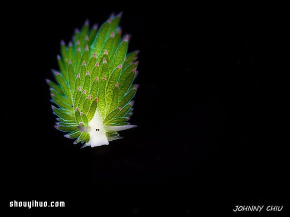 最萌生物！宛如小綿羊的藻類海蛞蝓 -  rpnrmr.com