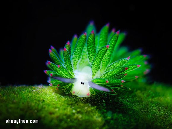 最萌生物！宛如小綿羊的藻類海蛞蝓 -  rpnrmr.com