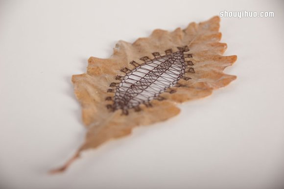 落葉上的美麗刺繡 下次路上不妨拾起一片落葉帶回家 -  rpnrmr.com