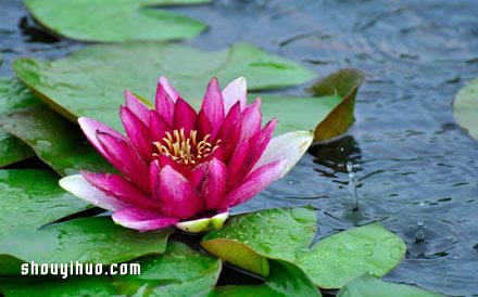 手工折紙蓮花圖解 折紙蓮花的折法教程 -  rpnrmr.com