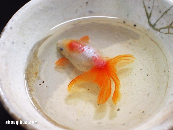 可憐小金魚被透明樹脂封存？別哭，你再仔細(xì)看 -  rpnrmr.com