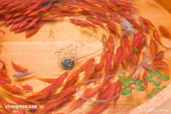 可憐小金魚被透明樹脂封存？別哭，你再仔細(xì)看 -  rpnrmr.com