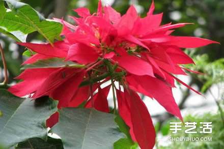圣誕花的制作方法 一品紅紙花的制作圖解 -  rpnrmr.com