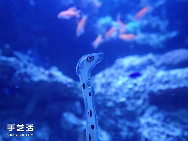 創(chuàng)意DIY：如何用強(qiáng)力膠自制花園鰻的方法 -  rpnrmr.com
