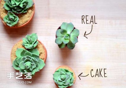 你以為這是多肉植物？其實(shí)這是一款美味蛋糕 -  rpnrmr.com