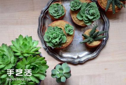 你以為這是多肉植物？其實(shí)這是一款美味蛋糕 -  rpnrmr.com
