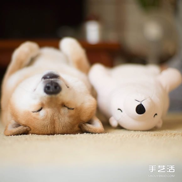 秋田犬跟它的白熊好朋友 同樣睡姿太可愛了！ -  rpnrmr.com