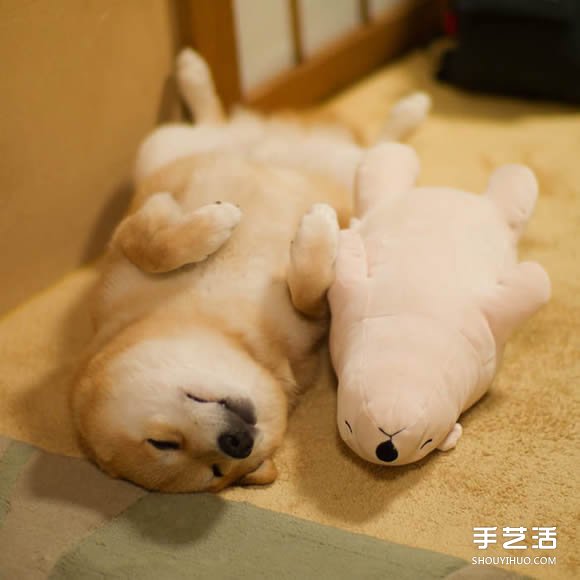 秋田犬跟它的白熊好朋友 同樣睡姿太可愛了！ -  rpnrmr.com
