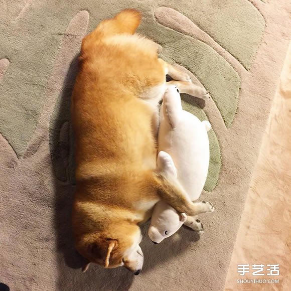 秋田犬跟它的白熊好朋友 同樣睡姿太可愛了！ -  rpnrmr.com