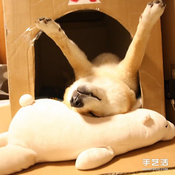 秋田犬跟它的白熊好朋友 同樣睡姿太可愛了！ -  rpnrmr.com
