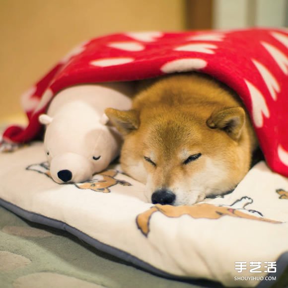 秋田犬跟它的白熊好朋友 同樣睡姿太可愛了！ -  rpnrmr.com