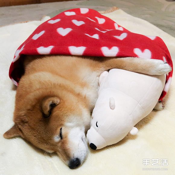 秋田犬跟它的白熊好朋友 同樣睡姿太可愛了！ -  rpnrmr.com