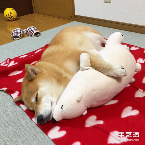 秋田犬跟它的白熊好朋友 同樣睡姿太可愛了！ -  rpnrmr.com