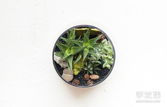 自制小清新多肉植物栽培罐的方法教程 -  rpnrmr.com