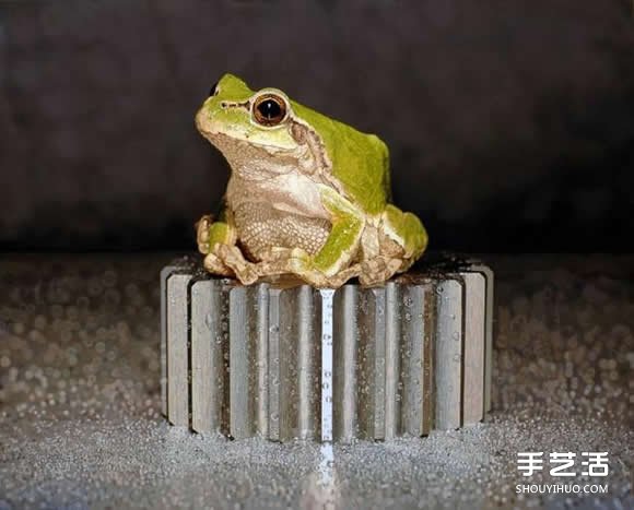 超越攝影的超現(xiàn)實動物畫 讓你重新認識繪畫魅力 -  rpnrmr.com