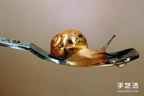 超越攝影的超現(xiàn)實動物畫 讓你重新認識繪畫魅力 -  rpnrmr.com