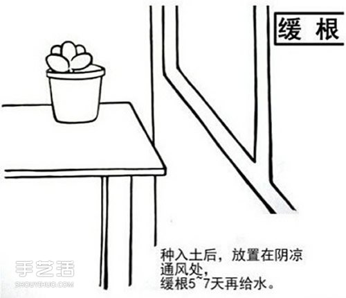 多肉植物怎么樣 多肉植物的養(yǎng)殖方法和注意事項(xiàng) -  rpnrmr.com