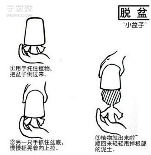 多肉植物怎么樣 多肉植物的養(yǎng)殖方法和注意事項(xiàng) -  rpnrmr.com