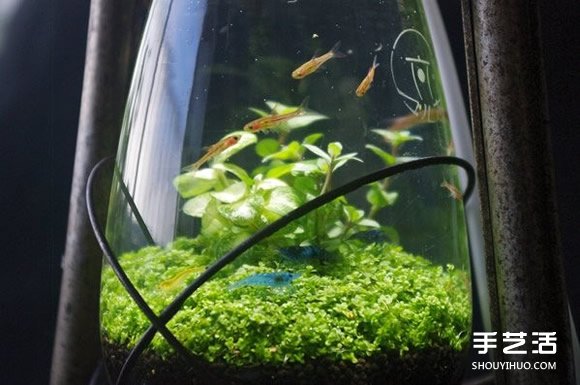 煤油燈改造成水族箱 當(dāng)然也可以拿來(lái)種盆栽 -  rpnrmr.com