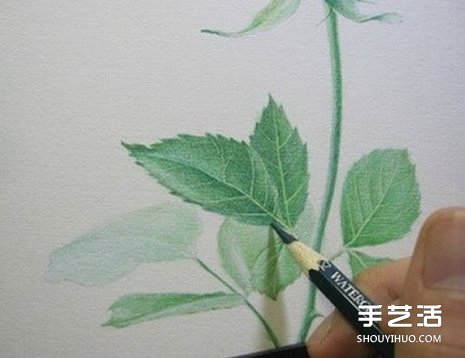 彩鉛玫瑰花的畫法步驟 玫瑰花彩色鉛筆畫教程 -  rpnrmr.com