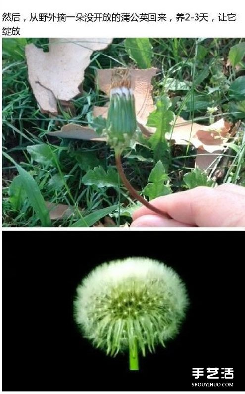 透明蒲公英球小飾品DIY制作過程步驟 -  rpnrmr.com