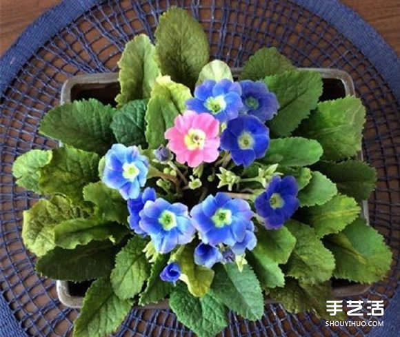 超輕粘土花教程 手工制作超輕粘土花朵教程圖片 -  rpnrmr.com