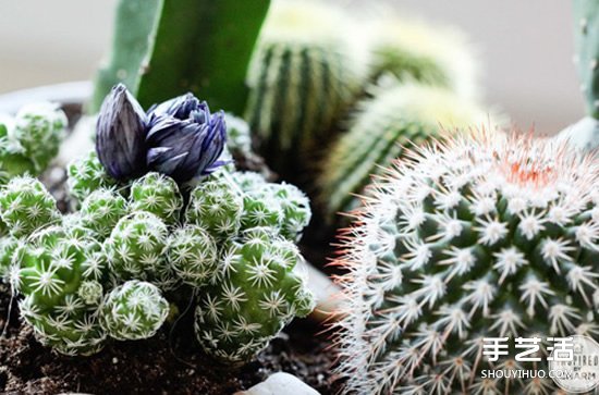 自制仙人掌盆景的方法 簡單仙人掌盆栽DIY教程 -  rpnrmr.com