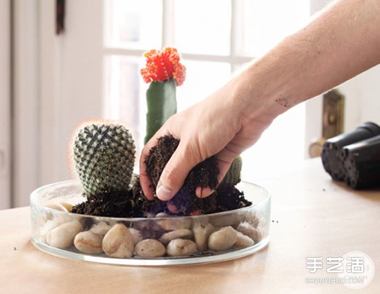 自制仙人掌盆景的方法 簡單仙人掌盆栽DIY教程 -  rpnrmr.com