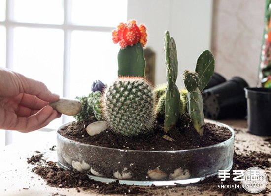 自制仙人掌盆景的方法 簡單仙人掌盆栽DIY教程 -  rpnrmr.com