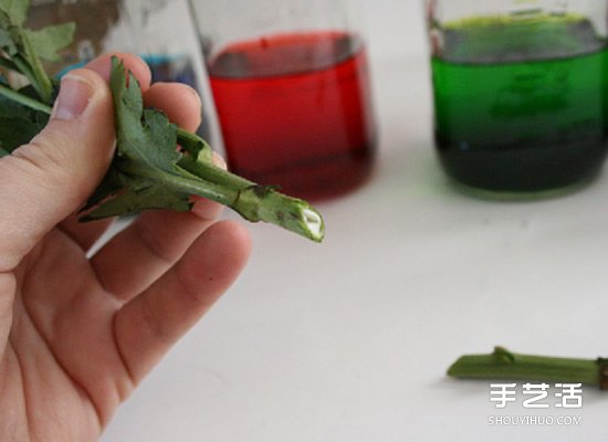 利用食用色素暈染鮮花的簡單科學(xué)小制作 -  rpnrmr.com