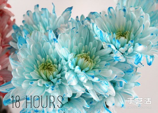 利用食用色素暈染鮮花的簡單科學(xué)小制作 -  rpnrmr.com